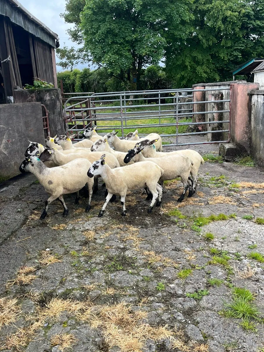 💥14 cracking speckle faced Hoggets 💥 - Image 2