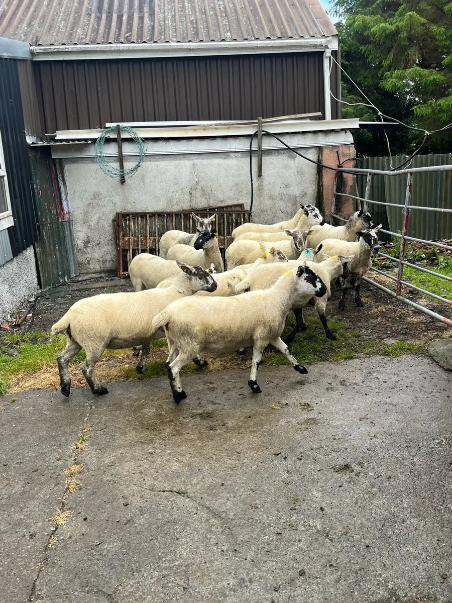 💥14 cracking speckle faced Hoggets 💥 - Image 3