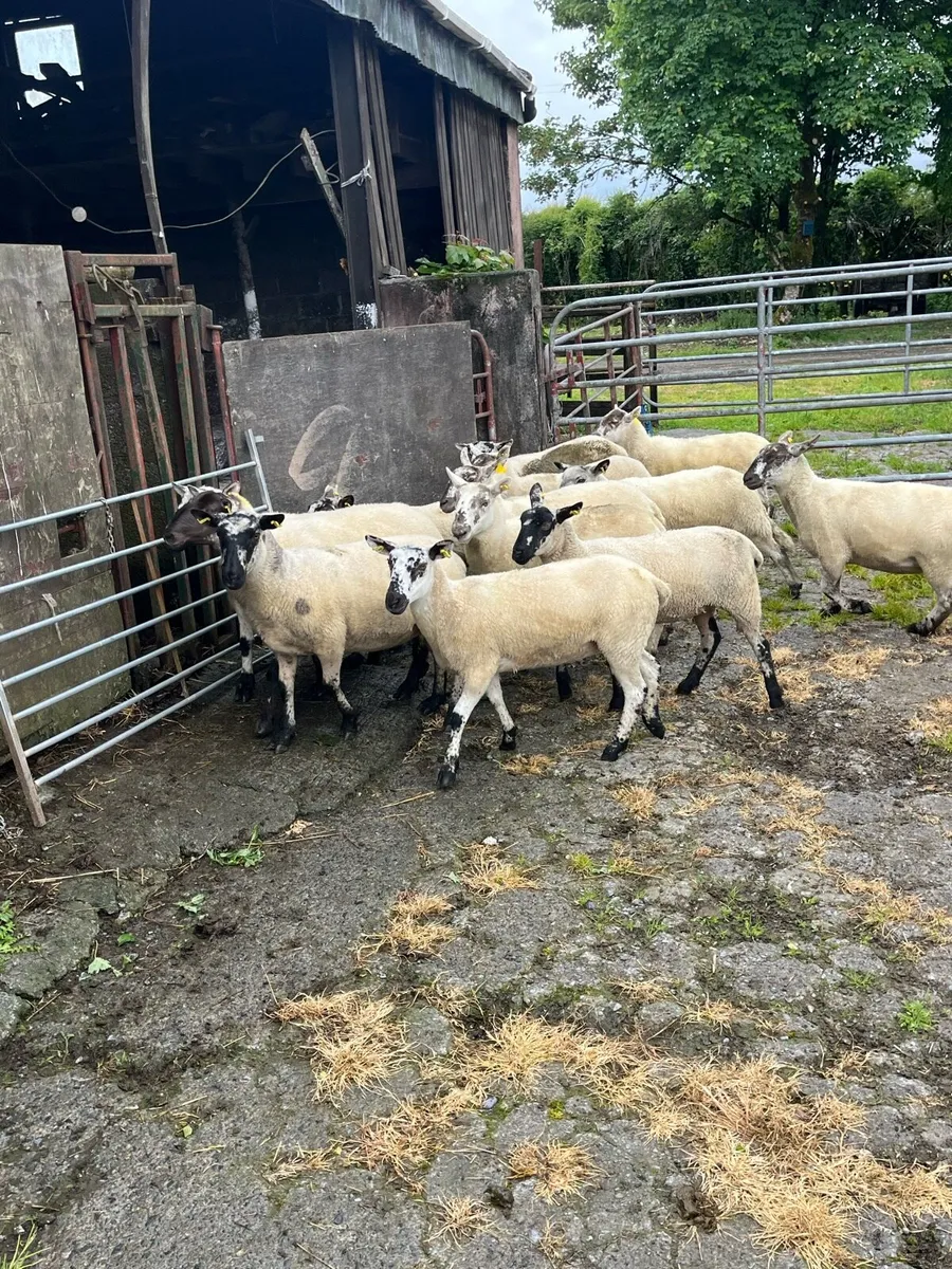 💥14 cracking speckle faced Hoggets 💥 - Image 4