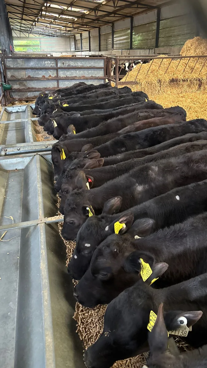 20 Weaned Angus  bulls  ready for grass - Image 1