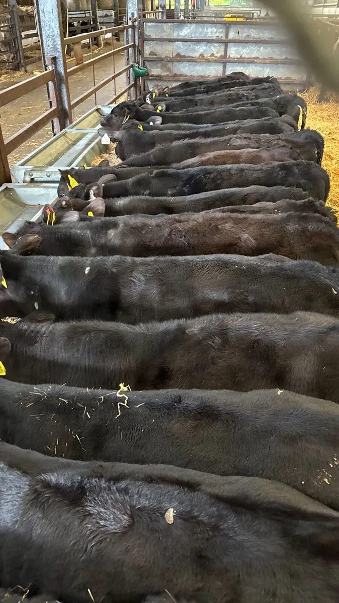 20 Weaned Angus  bulls  ready for grass - Image 2