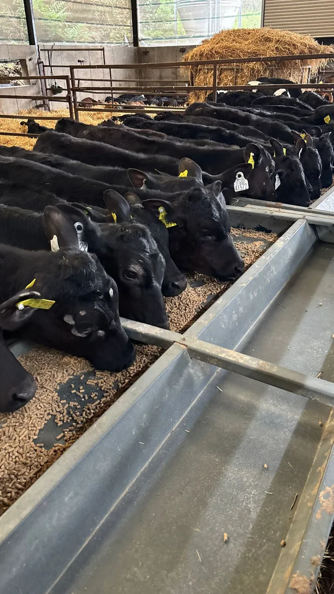 20 Weaned Angus  bulls  ready for grass - Image 3
