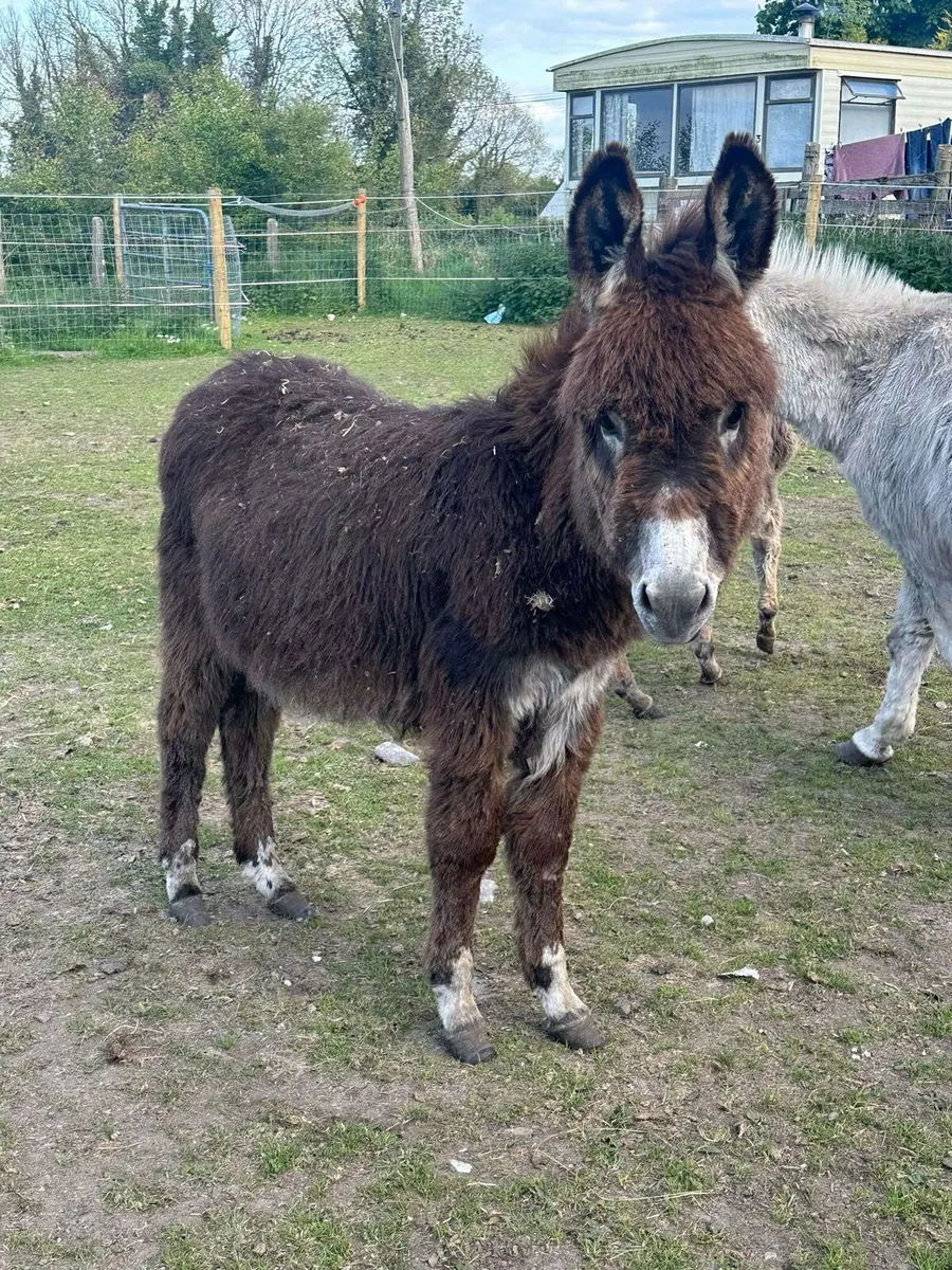 Donkey foal