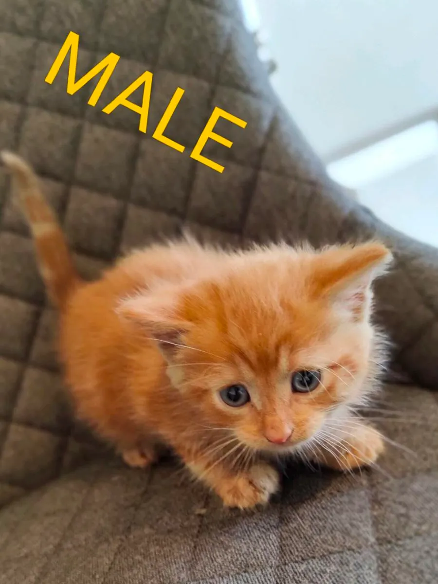 Kittens