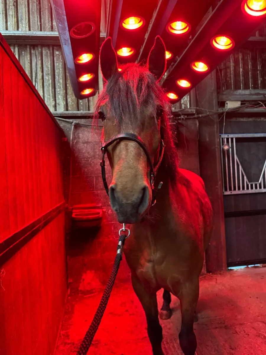 Connie X, 4yo, 15:2, Gelding - Image 3