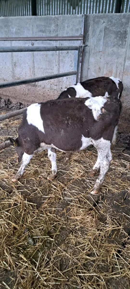 Fr bull calfs - Image 1