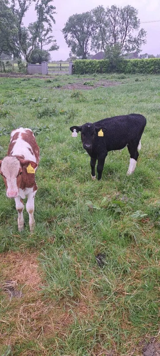 Fr bull calfs - Image 2