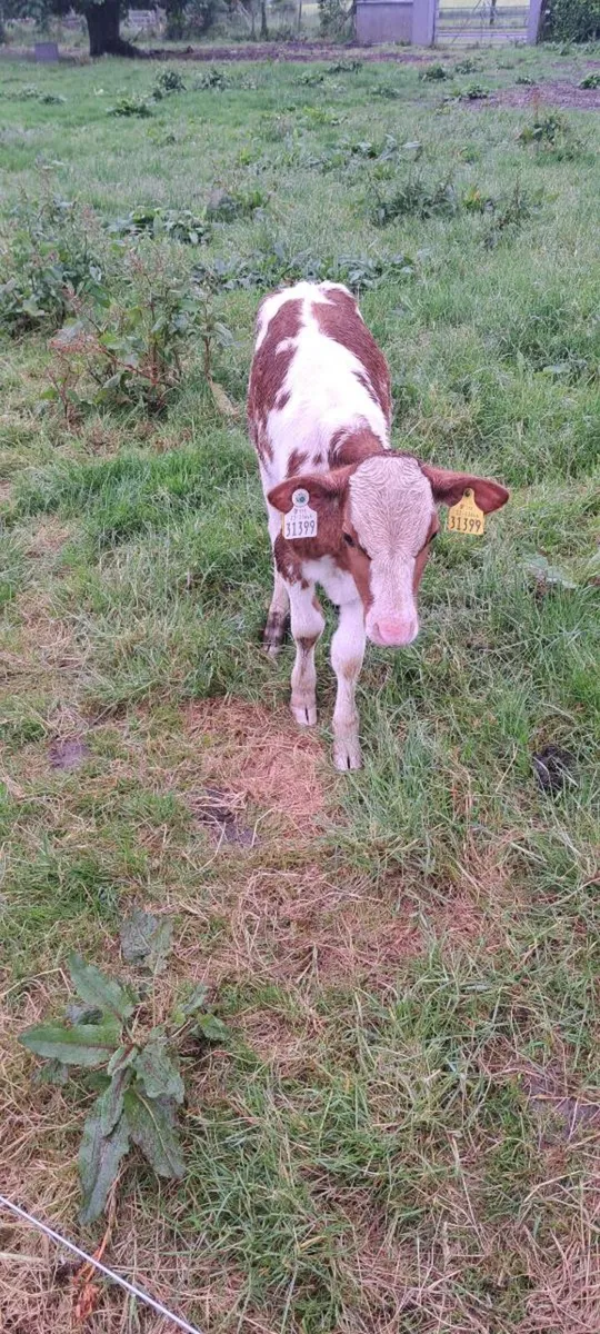Fr bull calfs - Image 3