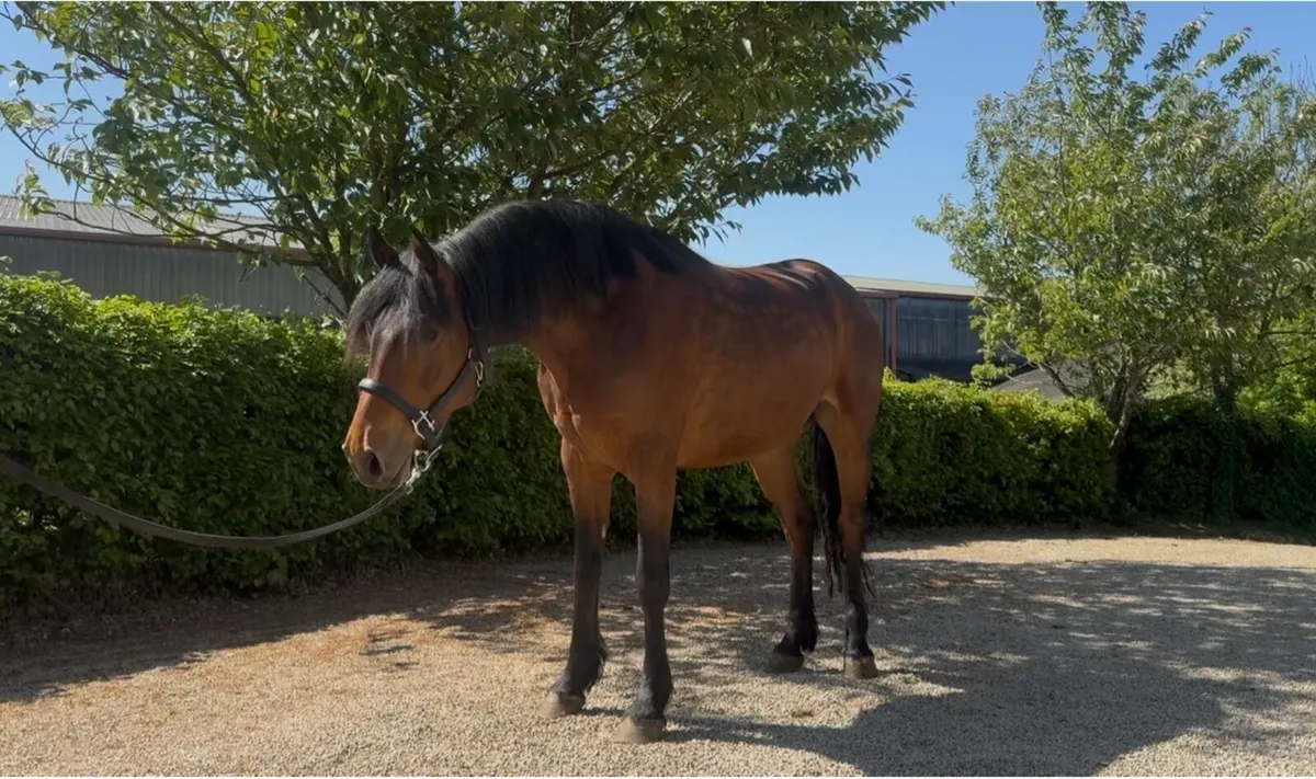 Connie X, 4yo, 15:2, Gelding - Image 1