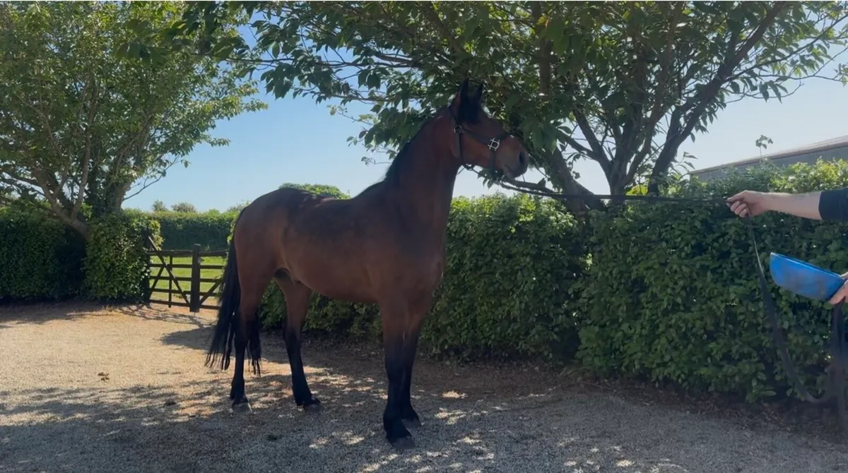 Connie X, 4yo, 15:2, Gelding - Image 2