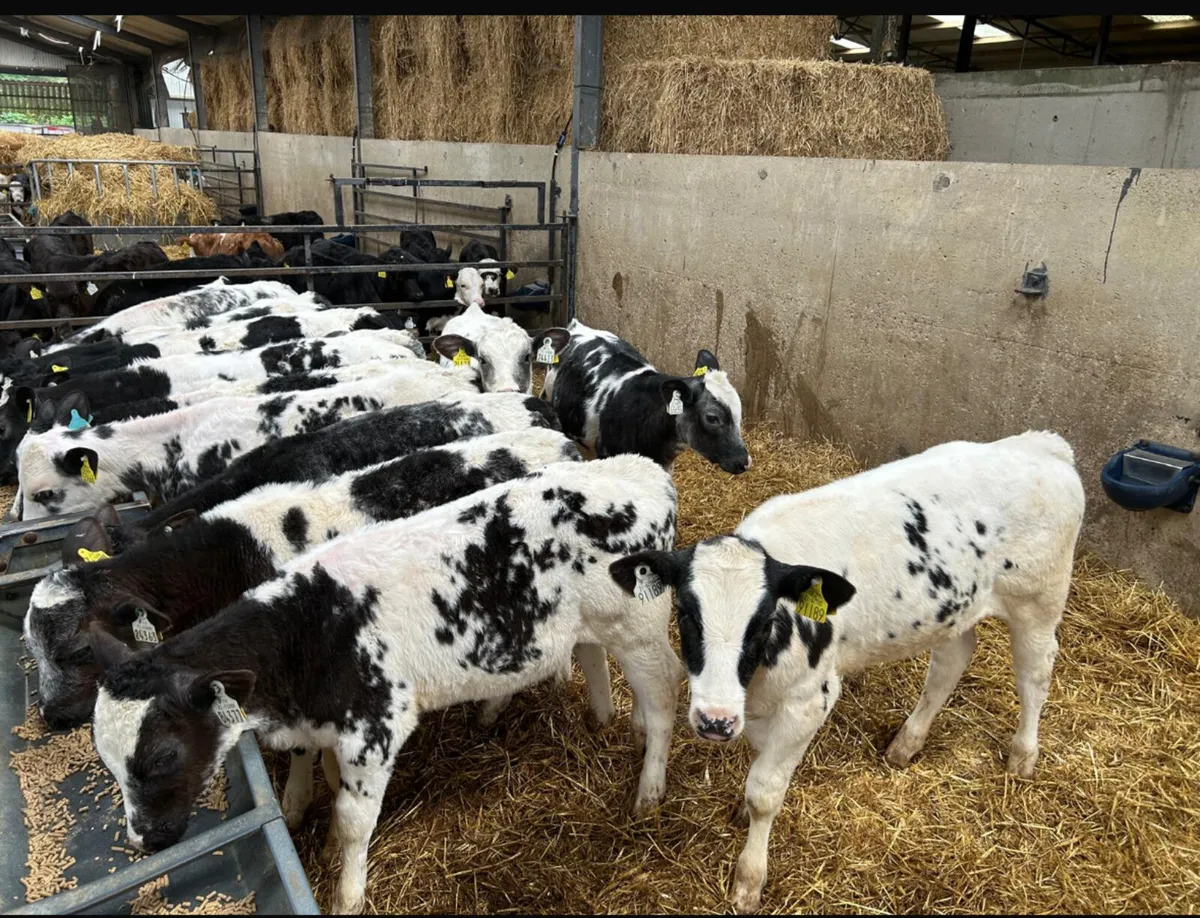 14 weaned Belgian blue heifers - Image 1