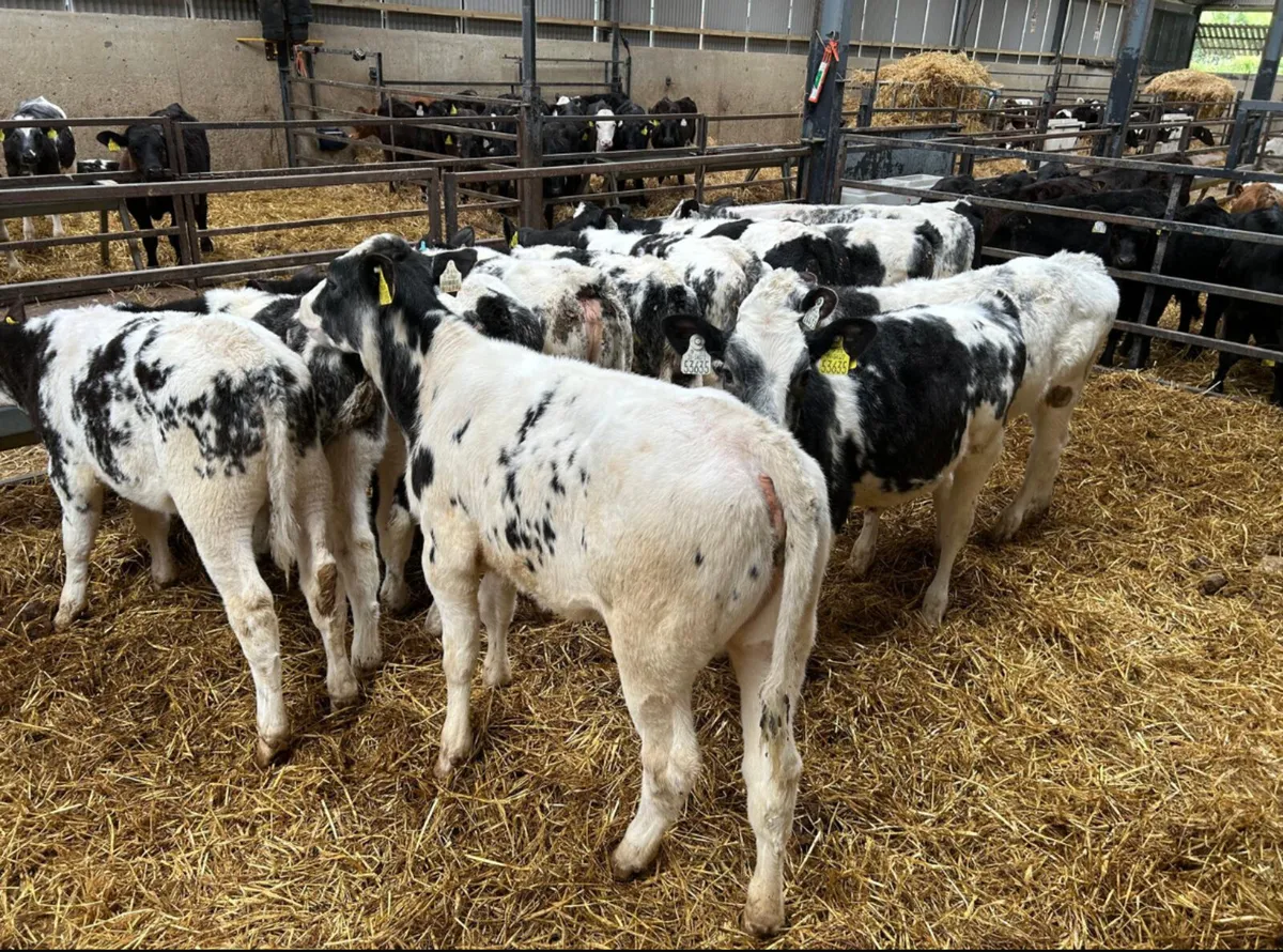 14 weaned Belgian blue heifers - Image 2