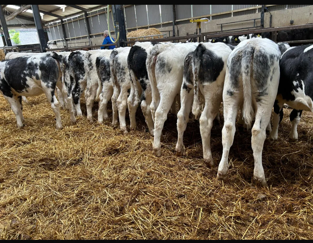 14 weaned Belgian blue heifers - Image 3