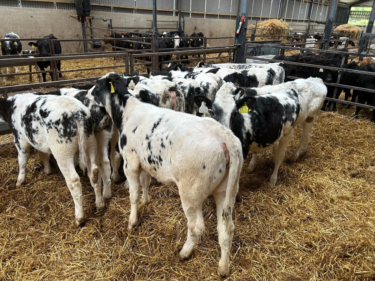 14 weaned Belgian blue heifers - Image 4