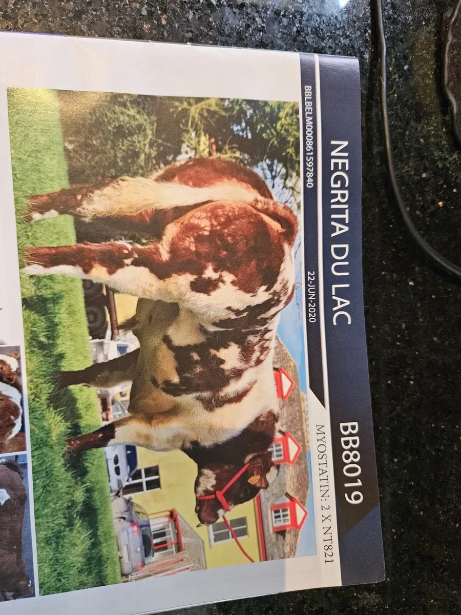 Breeding Heifers - Image 1