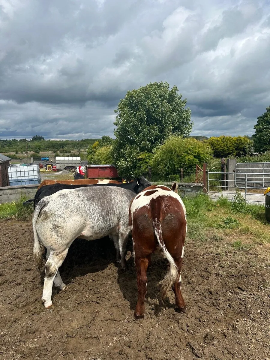 Breeding Heifers - Image 3