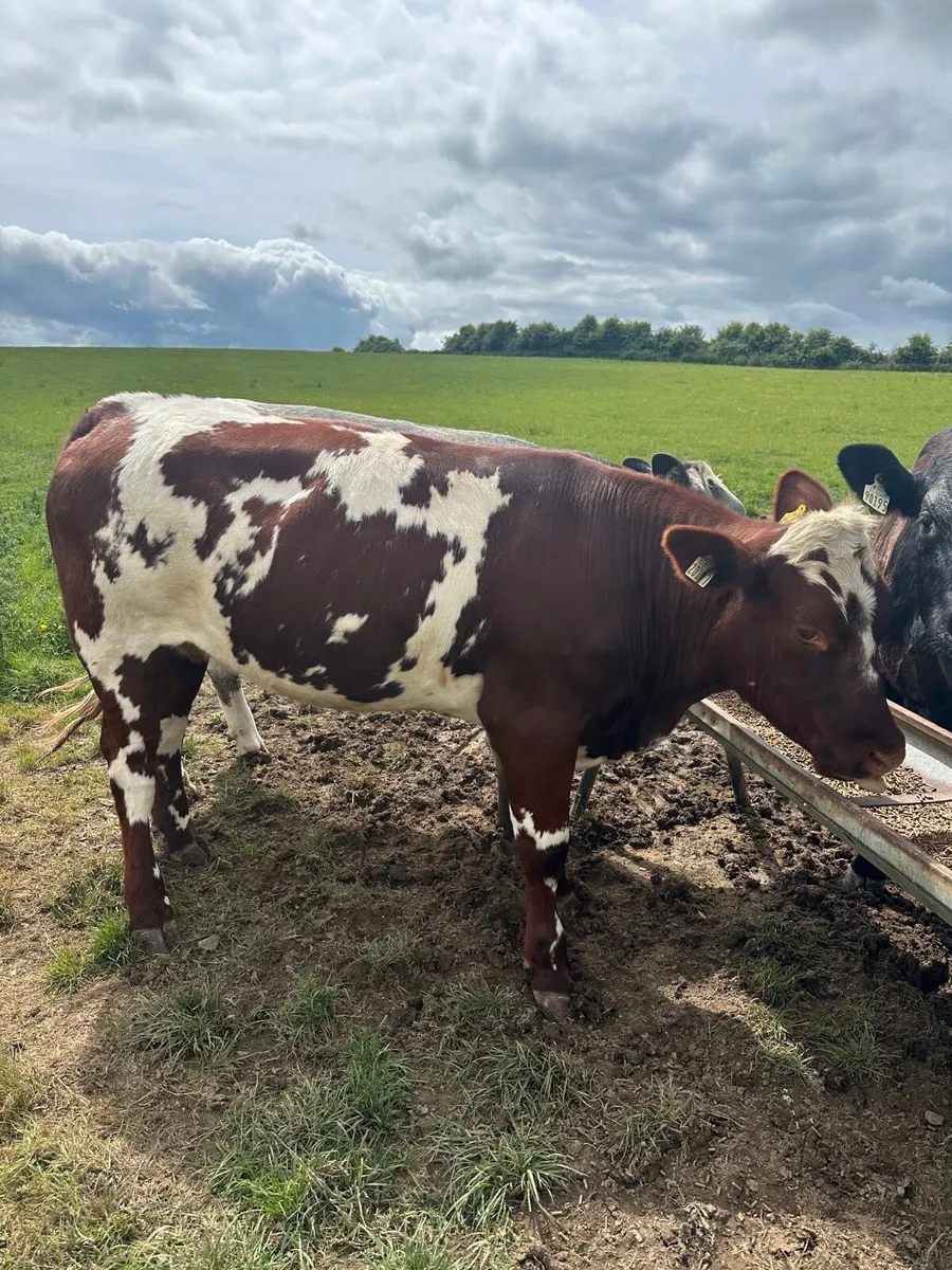 Breeding Heifers - Image 4