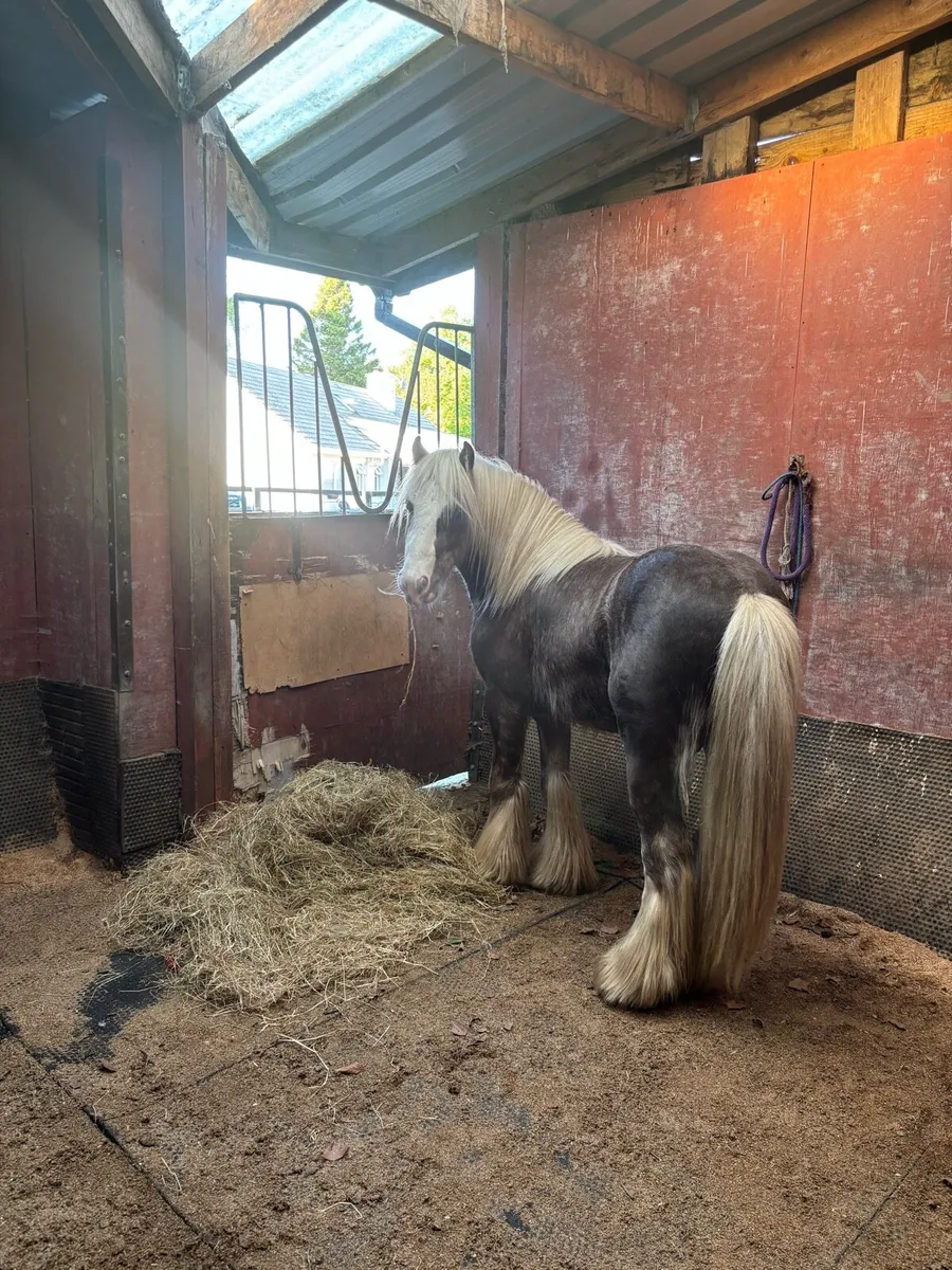 Silver Dapple Colt 3 year old - Image 1