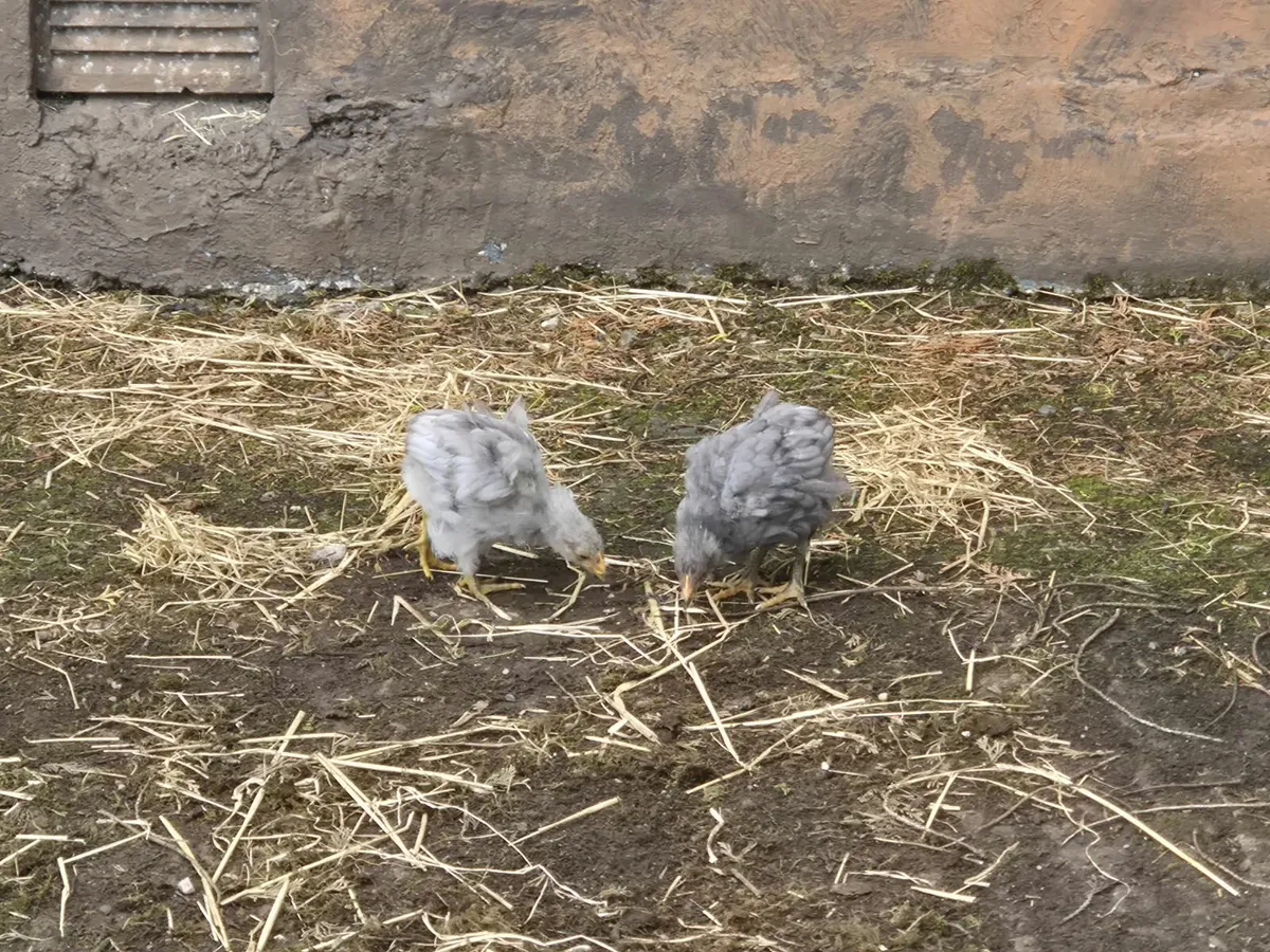 Poultry - Image 3