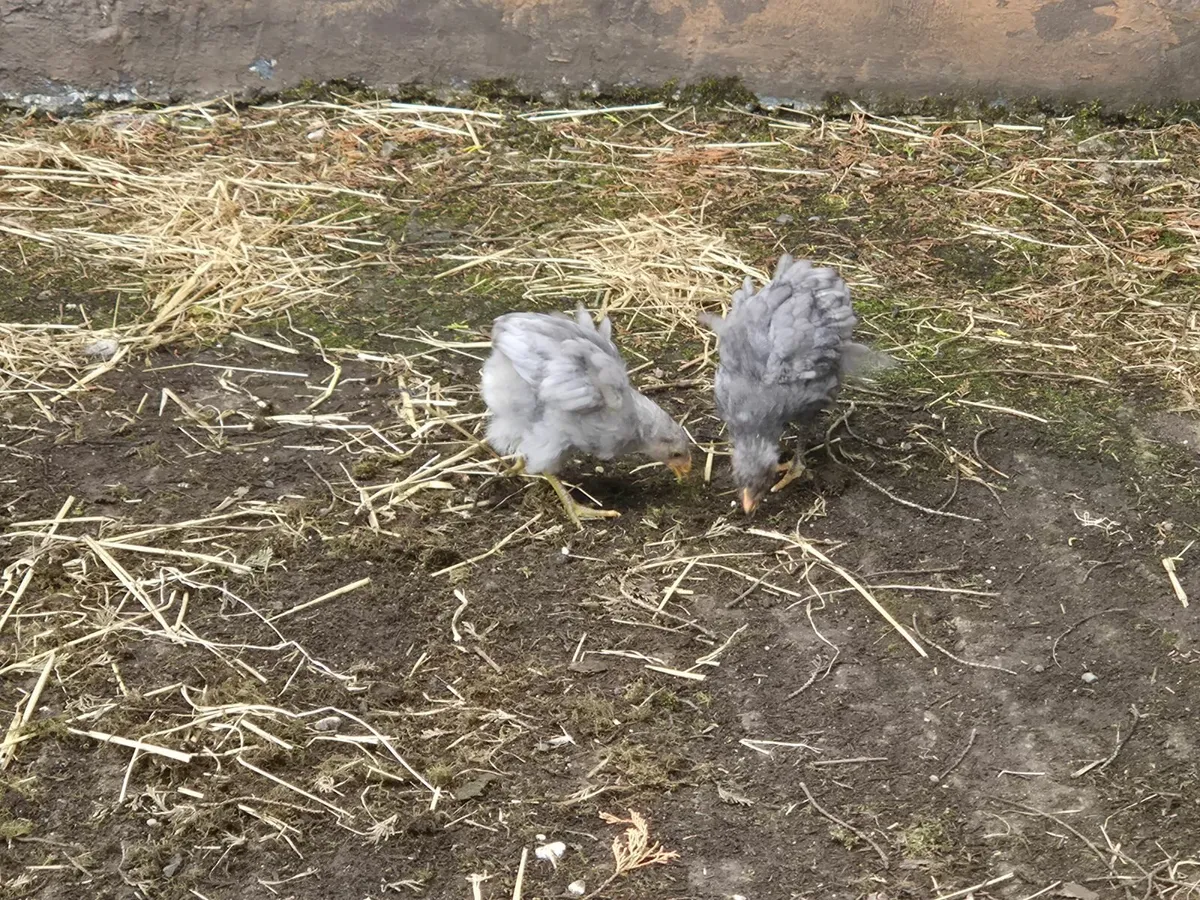 Poultry - Image 4