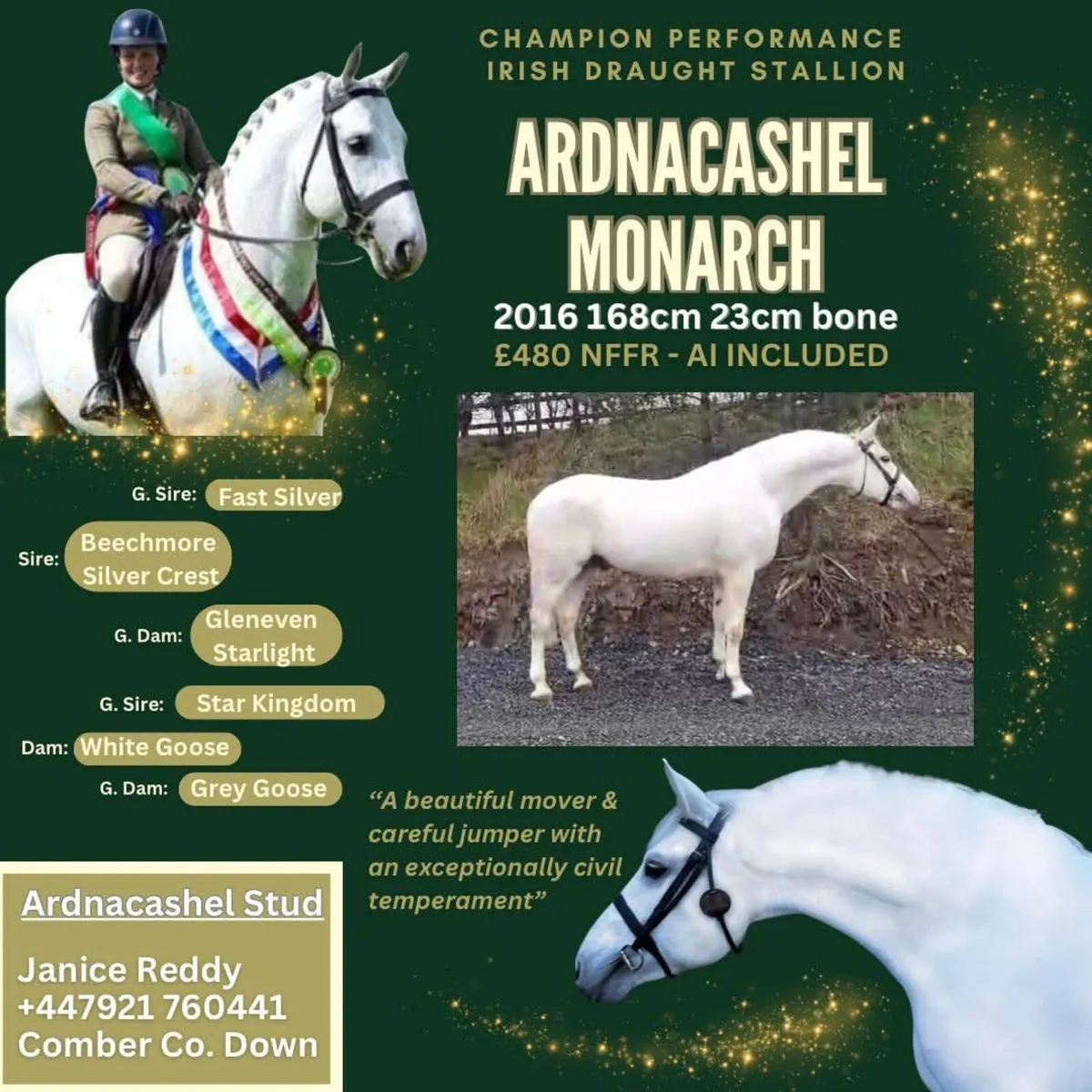 Irish Draught Stallion for Stud