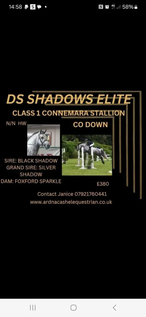Connemara Stallions - Image 2