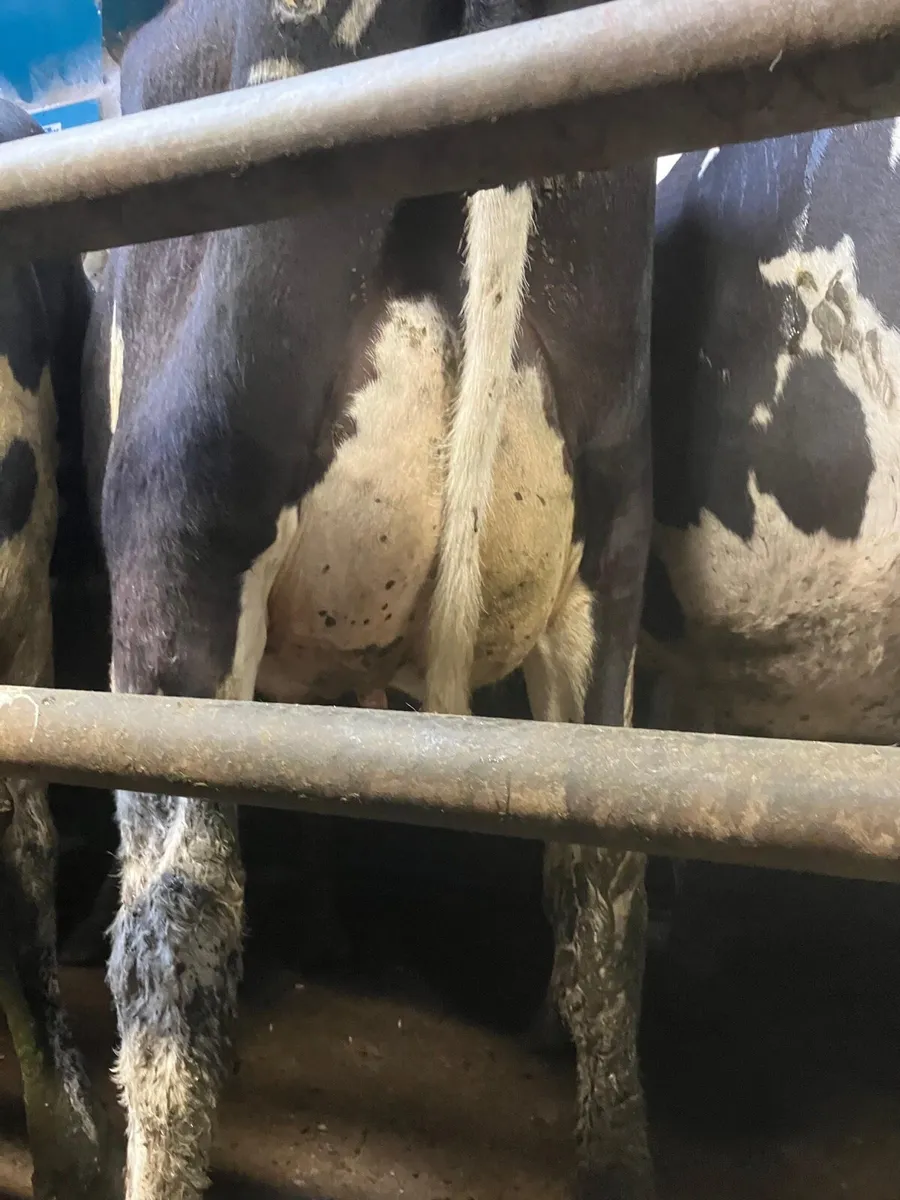 50 Pedigree Heifers - Image 3