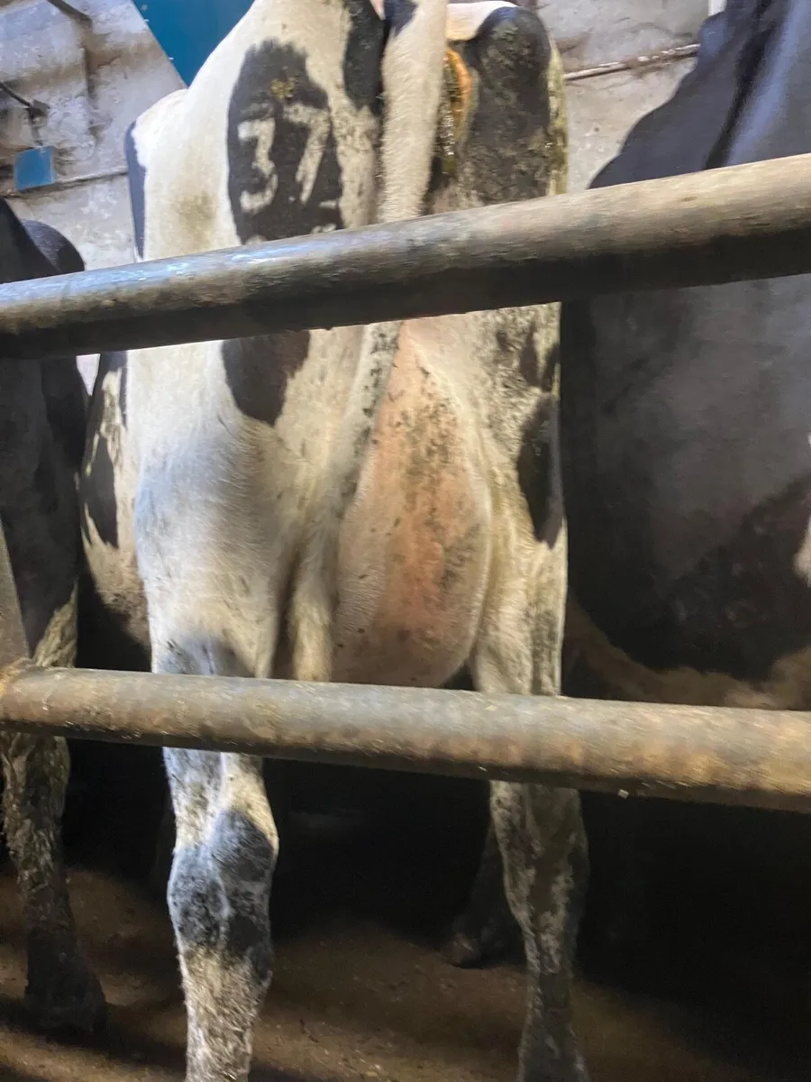50 Pedigree Heifers - Image 4