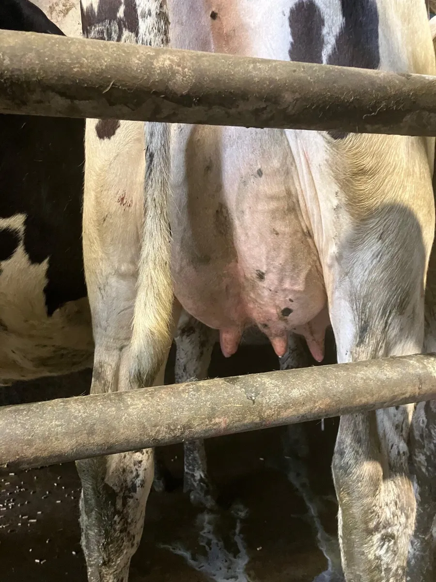 50 Pedigree Heifers - Image 1
