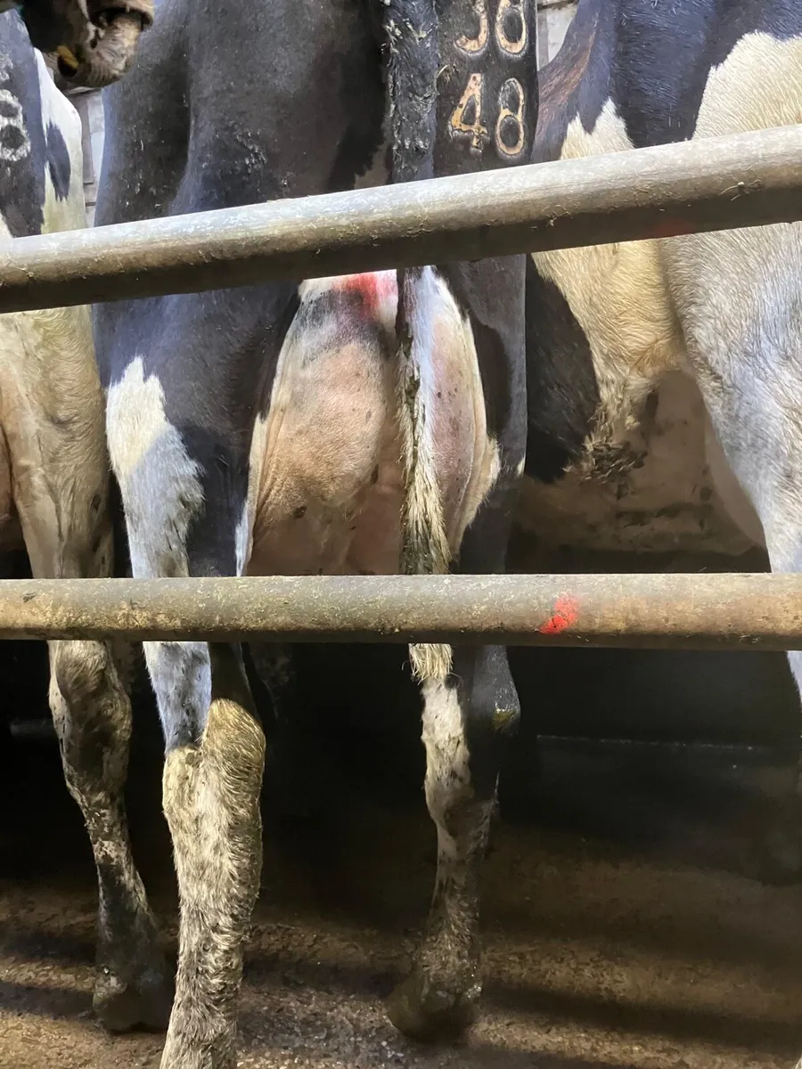 50 Pedigree Heifers - Image 2