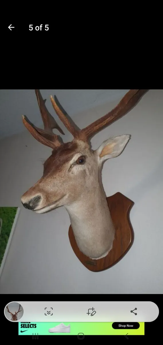 Deer head mount - Image 1