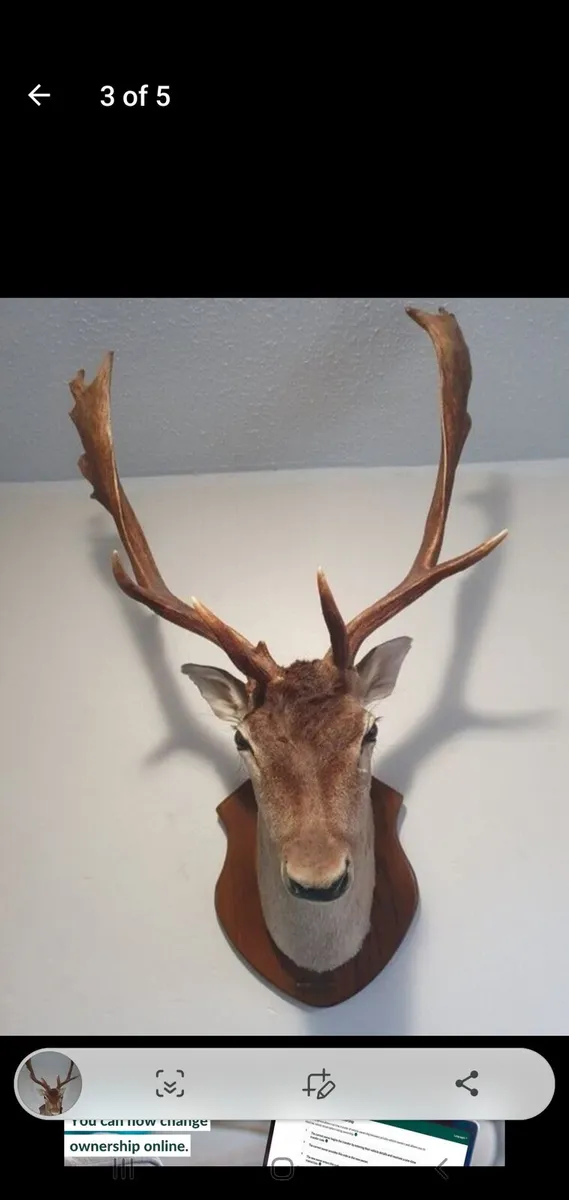 Deer head mount - Image 2