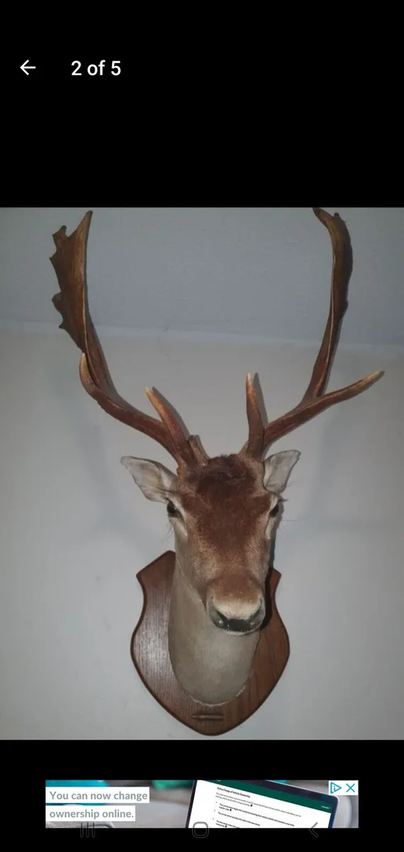 Deer head mount - Image 3