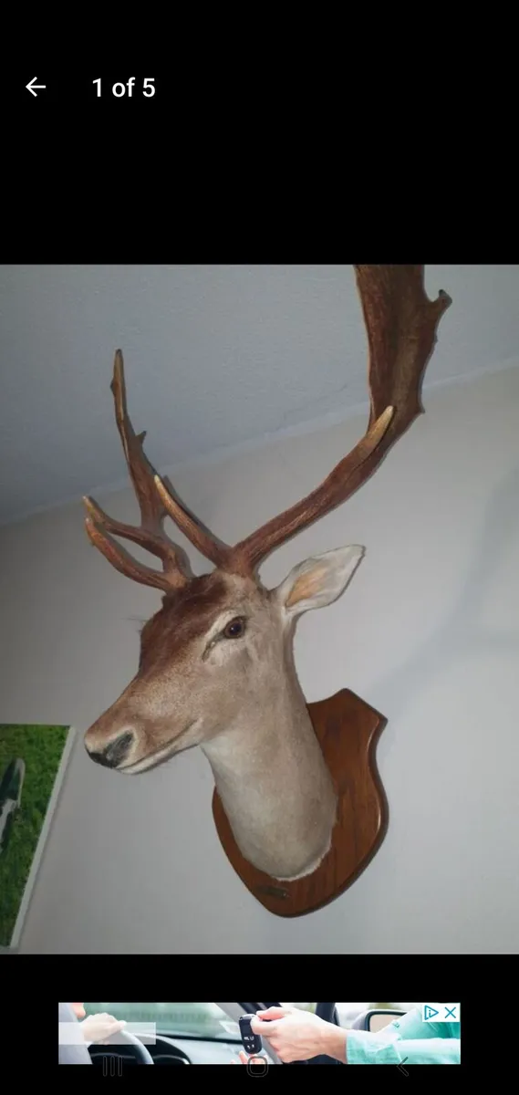 Deer head mount - Image 4