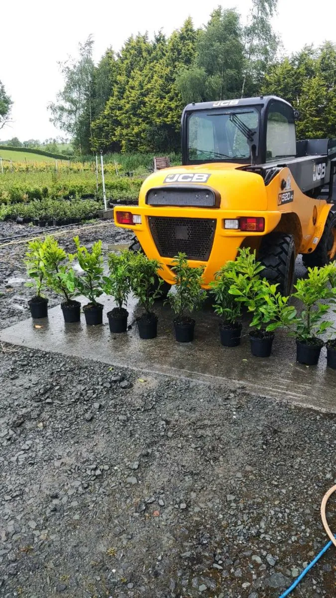 Cherry / Portuguese Laurel Hedging 3 litre Pot - Image 1