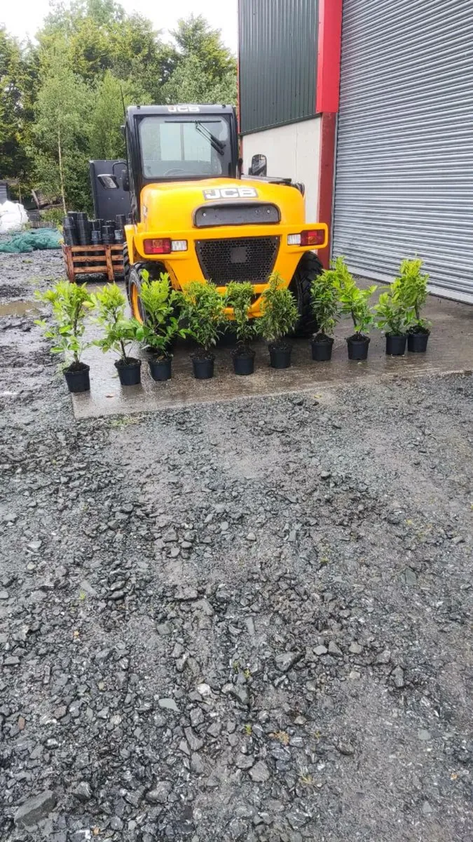 Cherry / Portuguese Laurel Hedging 3 litre Pot - Image 2