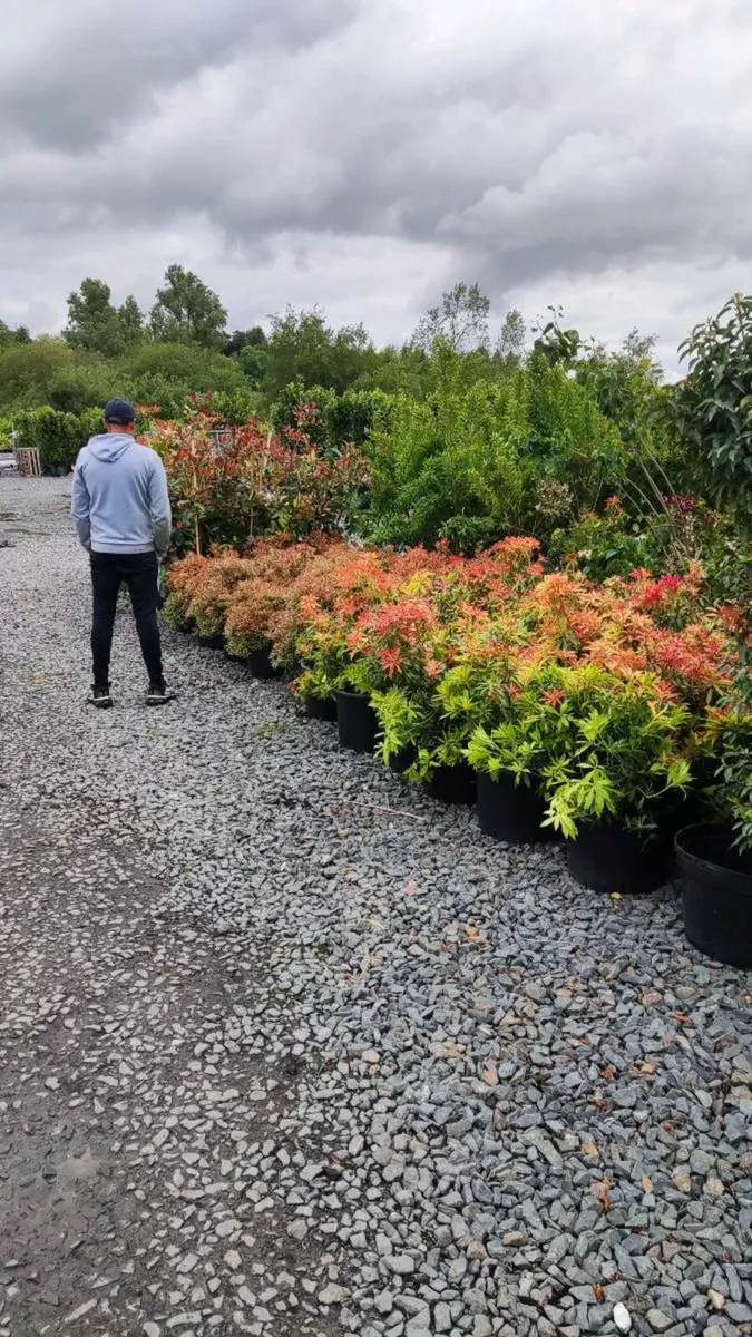 Cherry / Portuguese Laurel Hedging 3 litre Pot - Image 4