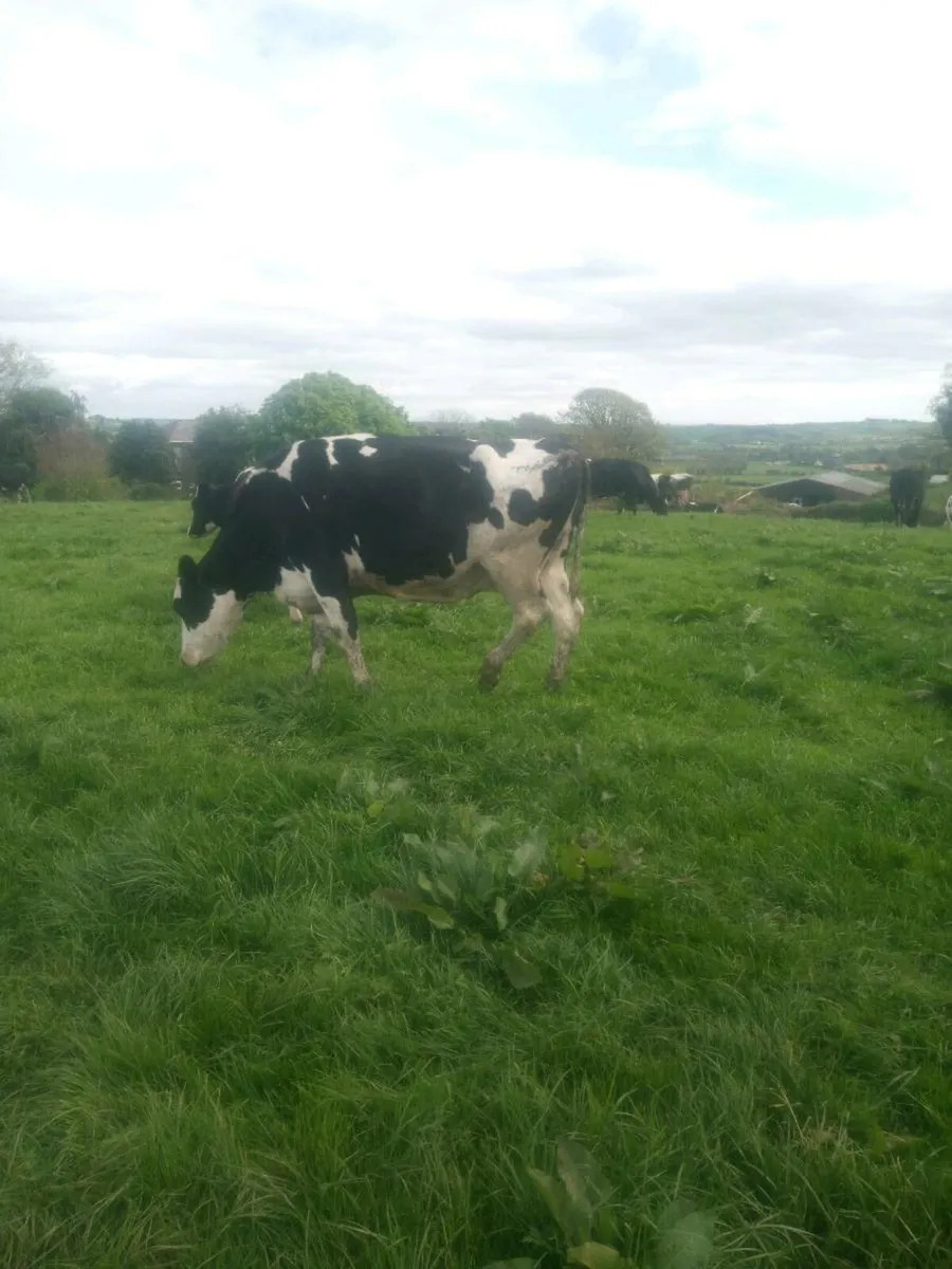Livestock - Image 1