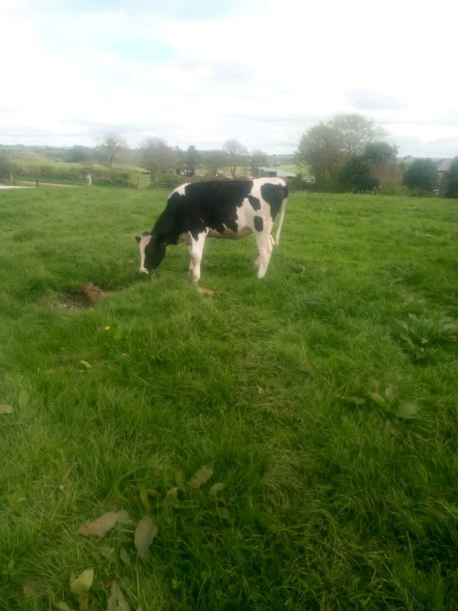 Livestock - Image 2