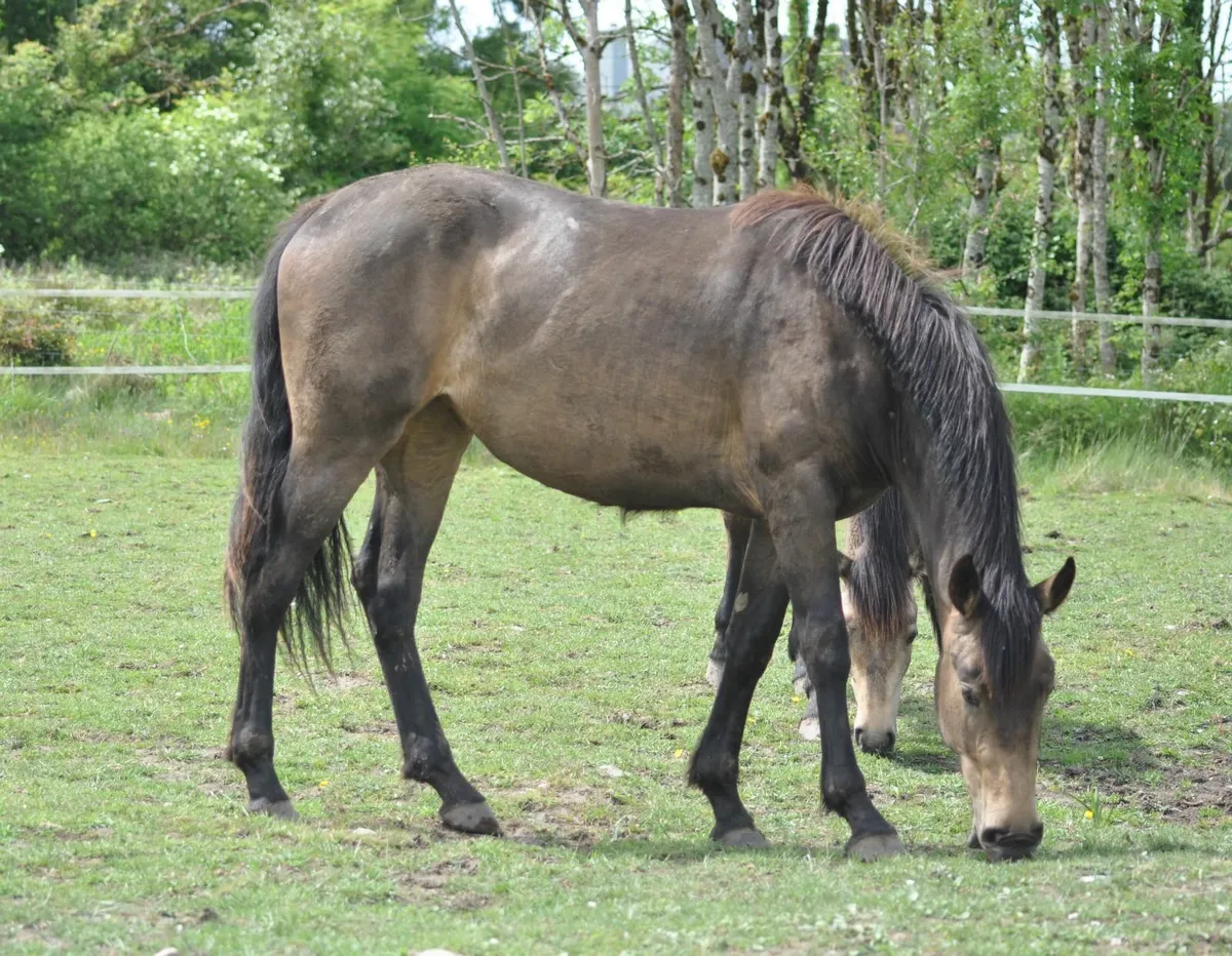 ISH 2 Year Old Chocolate Dun Filly - Image 1