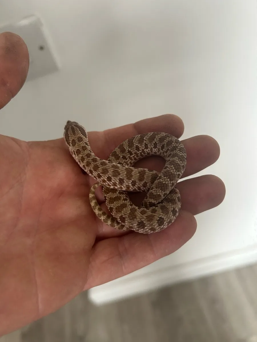 Eastern hognose snake - Image 1