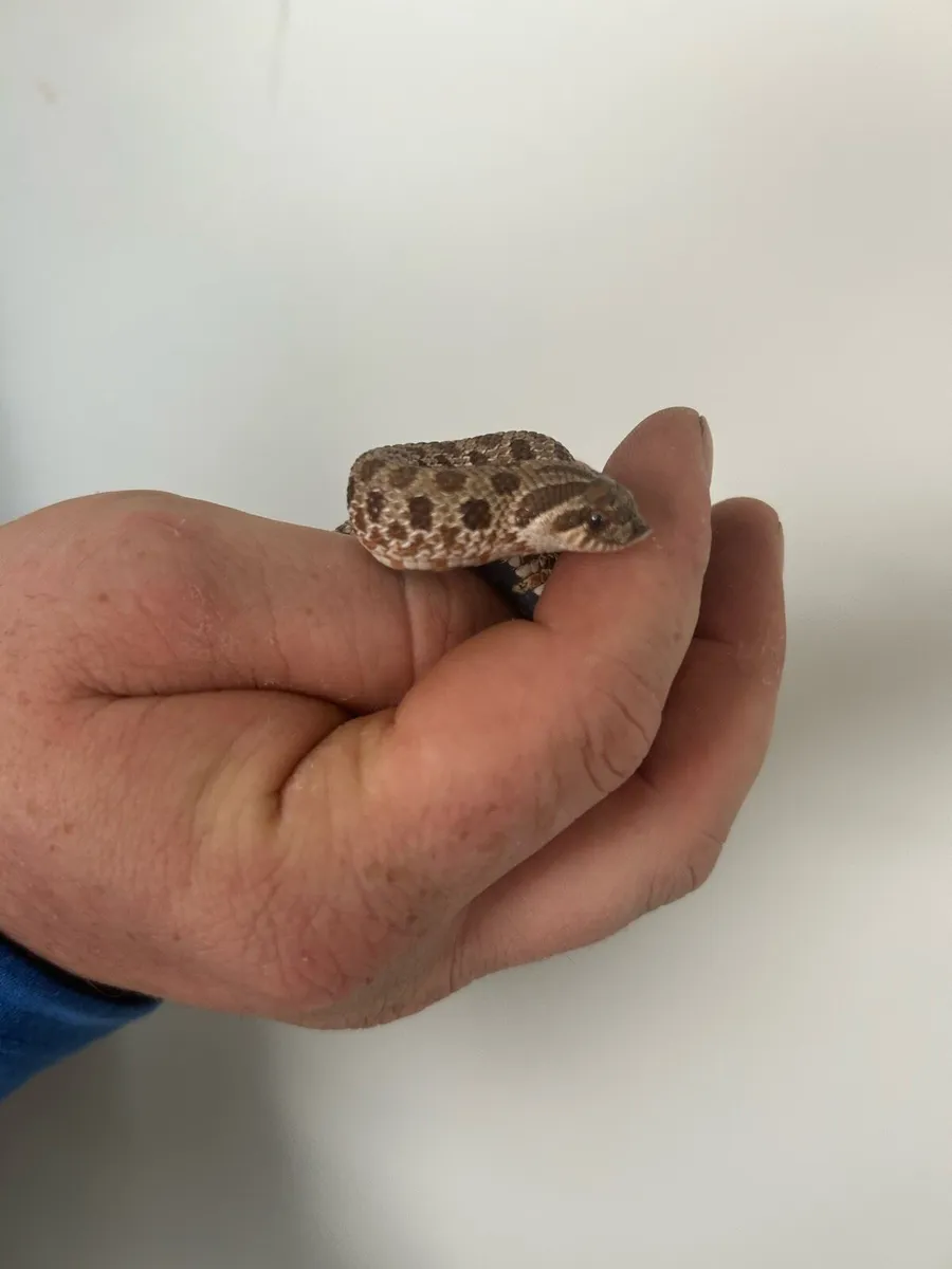 Eastern hognose snake - Image 2