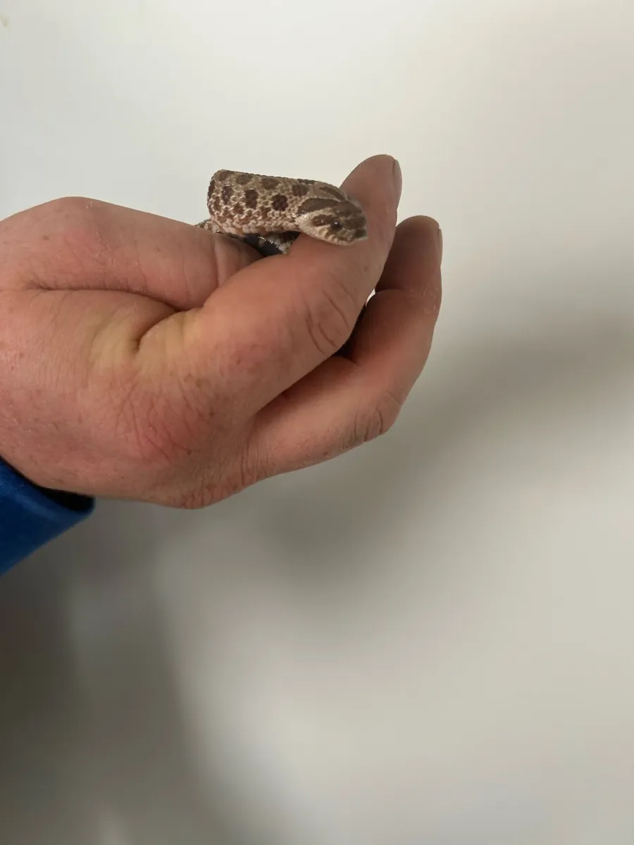 Eastern hognose snake - Image 3