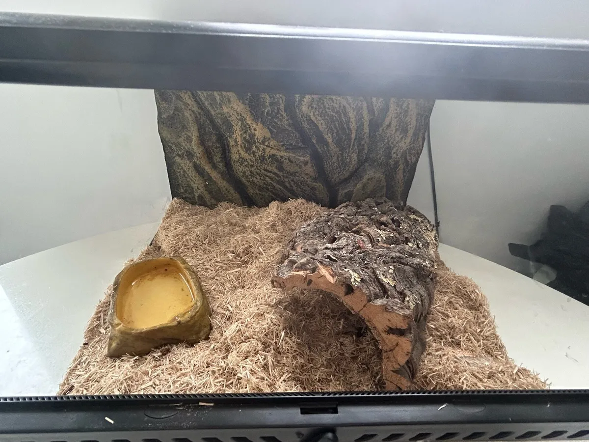 Eastern hognose snake - Image 4