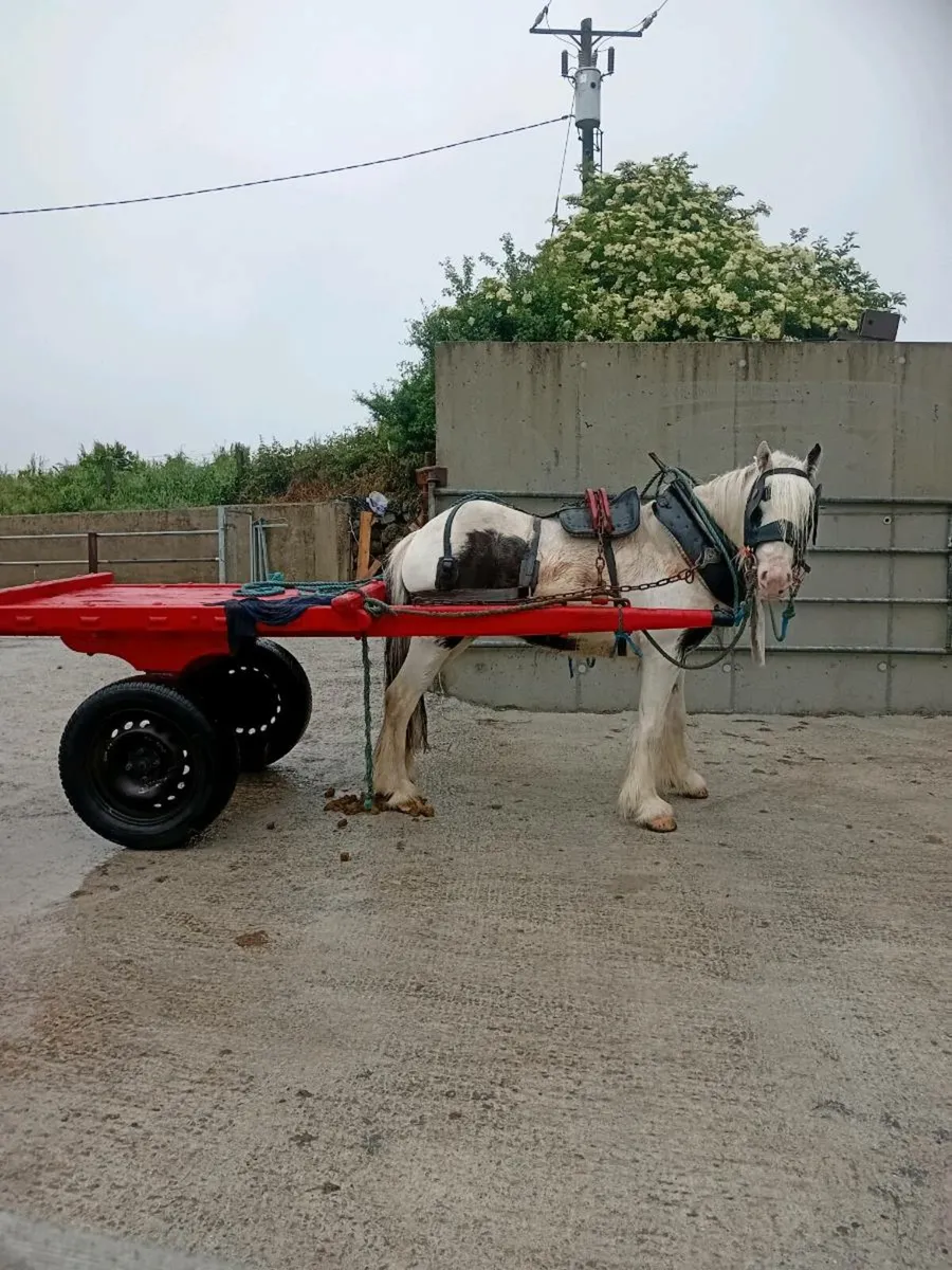 Extremely quite Two year old colt - Image 1