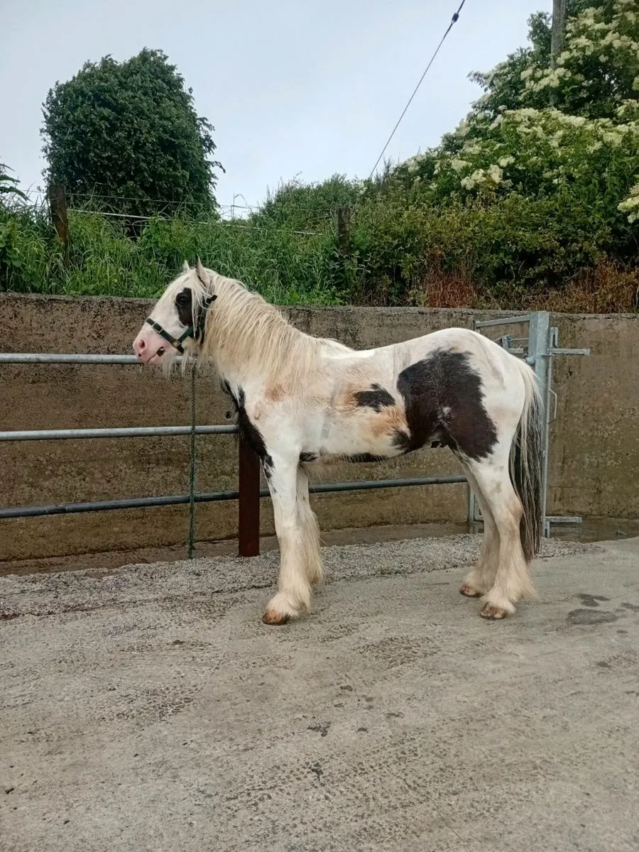 Extremely quite Two year old colt - Image 2