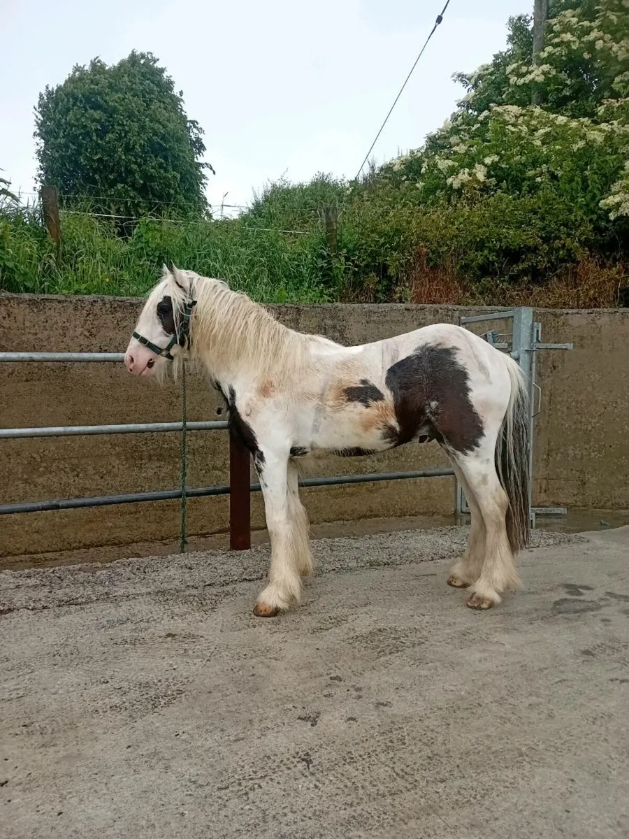 Extremely quite Two year old colt - Image 3