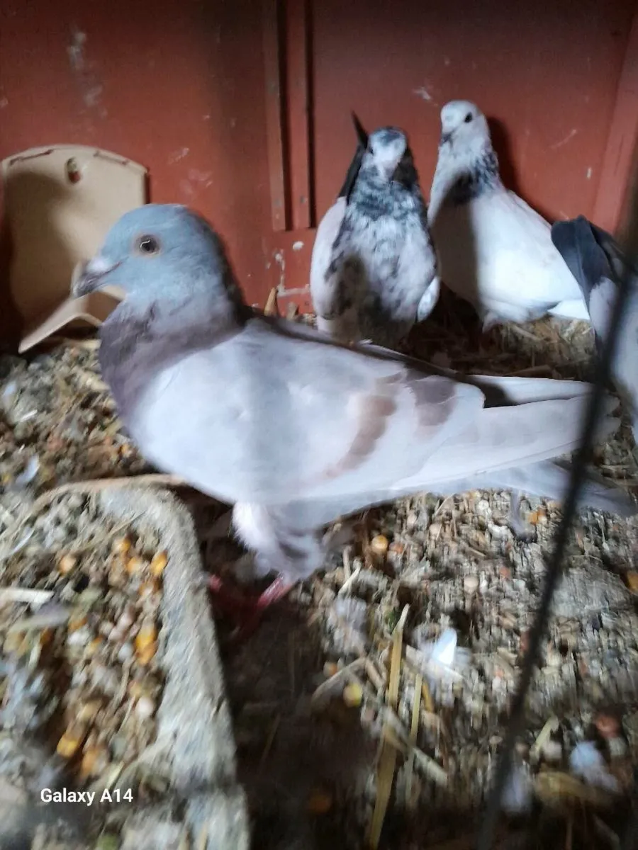 Pigeons - Image 1