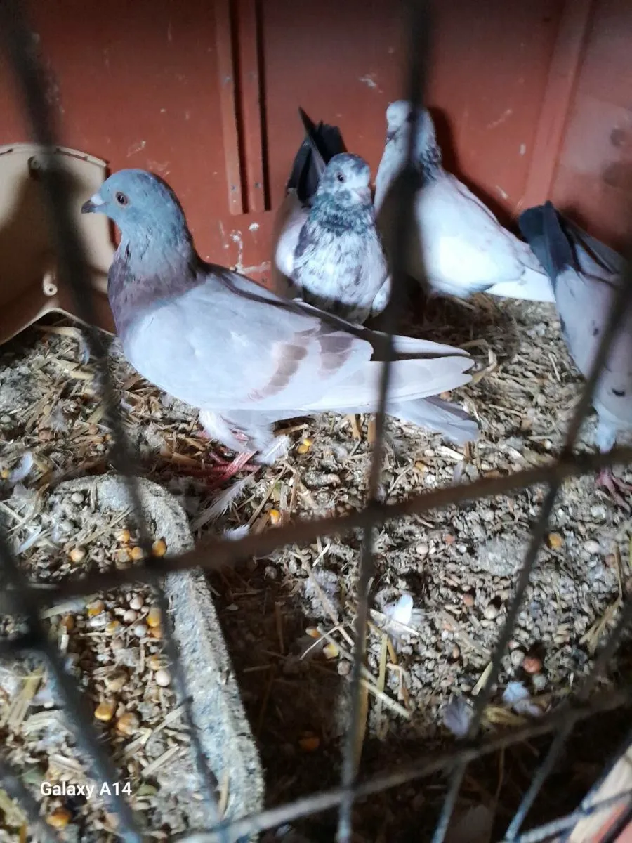 Pigeons - Image 2