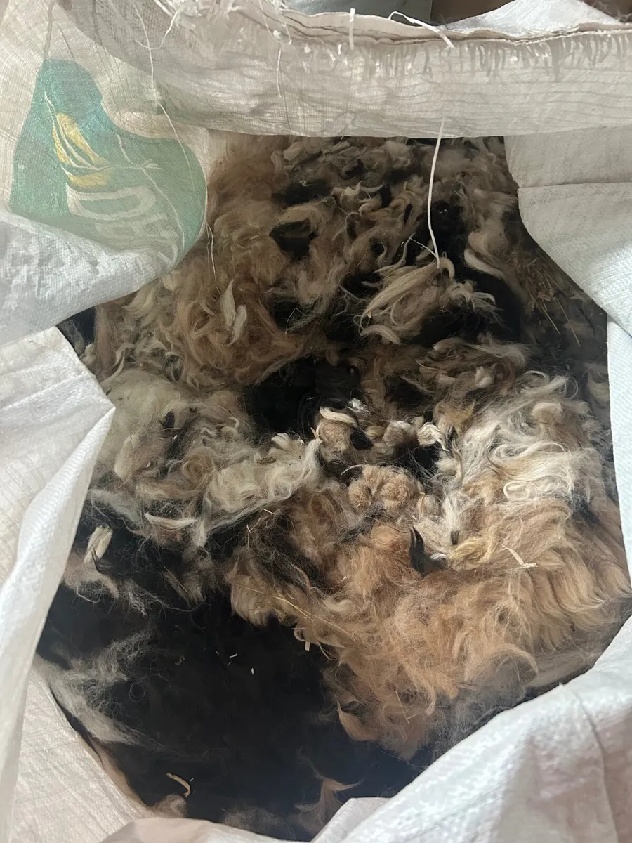 Alpaca wool - Image 2